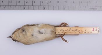 Media type: image;   Ornithology 211683